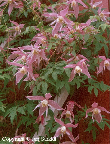 Clematis Alpina-ryhmä 'Rosy O'Grady'
